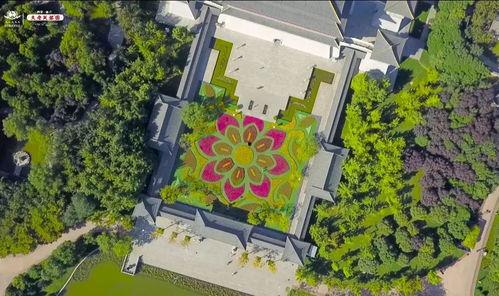 曲江黑松网红打卡,网红打卡地，绿意盎然的美景探寻之旅